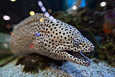 日配中字！ 《逆转裁判123：成步堂合辑》将发布免费更新